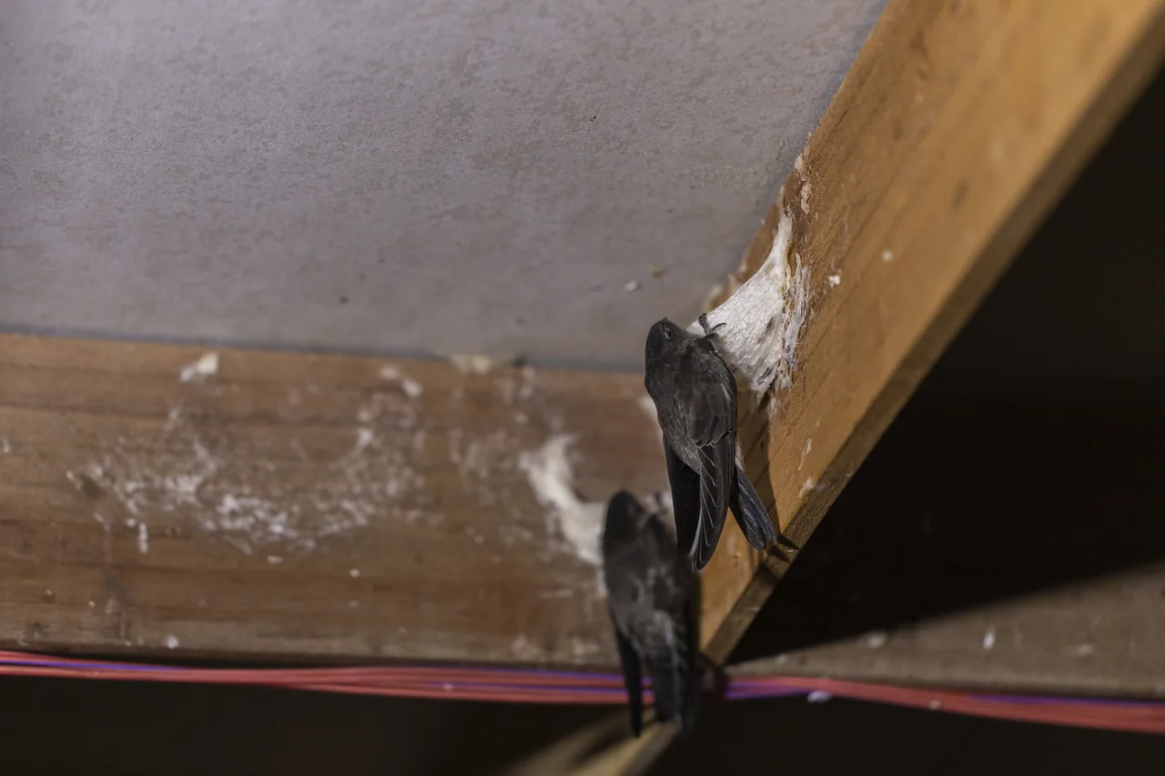 Swiftlets resting beside their nests on wooden beams inside a birdhouse